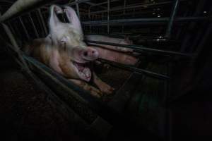 Sows in sow stalls - Captured at Midland Bacon, Carag Carag VIC Australia.