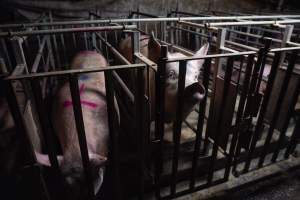 Sows in cages - Captured at Gowanbrae Piggery, Pine Lodge VIC Australia.