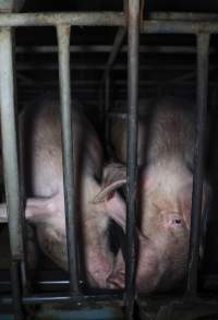 Sows in cages - Captured at Gowanbrae Piggery, Pine Lodge VIC Australia.