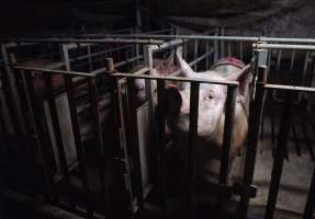 Sows in cages - Captured at Gowanbrae Piggery, Pine Lodge VIC Australia.