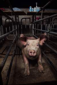 Sow in cage - Captured at Gowanbrae Piggery, Pine Lodge VIC Australia.