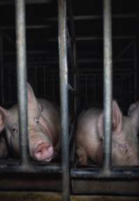 Sows in cages - Captured at Gowanbrae Piggery, Pine Lodge VIC Australia.