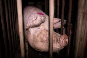 Sow in cage - Mating stall - Captured at Macorna Piggery, Macorna VIC Australia.