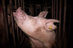 Sow in cage - Mating stall - Captured at Macorna Piggery, Macorna VIC Australia.