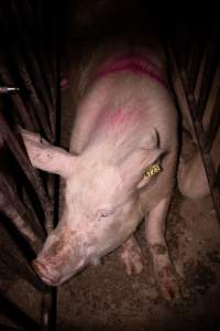 Sow in cage - Mating stall - Captured at Macorna Piggery, Macorna VIC Australia.