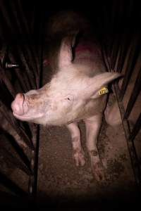 Sow in cage - Mating stall - Captured at Van der Drift & Sons Piggery, Macorna VIC Australia.