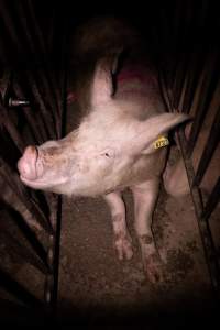 Sow in cage - Mating stall - Captured at Macorna Piggery, Macorna VIC Australia.