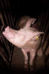 Sow in cage - Mating stall - Captured at Macorna Piggery, Macorna VIC Australia.