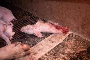 Dead half-eaten piglet in farrowing crate - Captured at Macorna Piggery, Macorna VIC Australia.