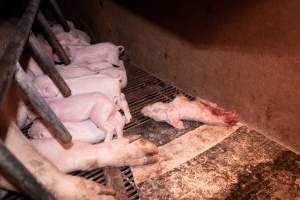 Dead half-eaten piglet in farrowing crate - Captured at Macorna Piggery, Macorna VIC Australia.