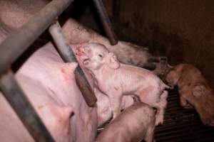 Piglet suckling in farrowing crate - Captured at Van der Drift & Sons Piggery, Macorna VIC Australia.