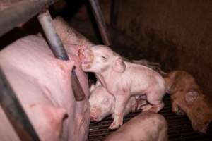 Piglet suckling in farrowing crate - Captured at Van der Drift & Sons Piggery, Macorna VIC Australia.