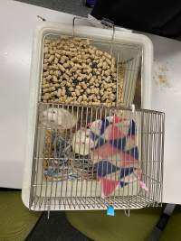 Rats in Laboratory Housing, TAFE - Rat housing units used in laboratory setting and in TAFE/educational facilities with animal courses. Rats may be provided with a box or a polar fleece hammock as 