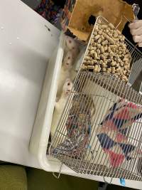 Rats in Laboratory Housing, TAFE - Rat housing units used in laboratory setting and in TAFE/educational facilities with animal courses. Rats may be provided with a box or a polar fleece hammock as