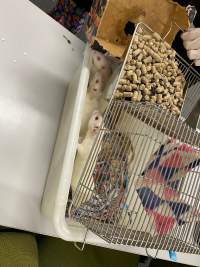 Rats in Laboratory Housing, TAFE - Rat housing units used in laboratory setting and in TAFE/educational facilities with animal courses. Rats may be provided with a box or a polar fleece hammock as 