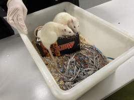 Rats in Laboratory Housing, TAFE - Rat housing units used in laboratory setting and in TAFE/educational facilities with animal courses. Rats may be provided with a box or a polar fleece hammock as 