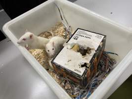 Rats in Laboratory Housing, TAFE - Rat housing units used in laboratory setting and in TAFE/educational facilities with animal courses. Rats may be provided with a box or a polar fleece hammock as 