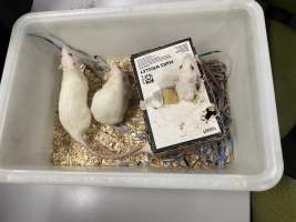 Rats in Laboratory Housing, TAFE - Rat housing units used in laboratory setting and in TAFE/educational facilities with animal courses. Rats may be provided with a box or a polar fleece hammock as 