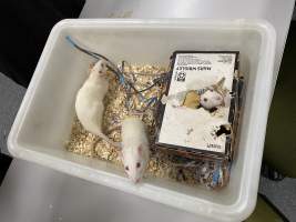 Rats in Laboratory Housing, TAFE - Rat housing units used in laboratory setting and in TAFE/educational facilities with animal courses. Rats may be provided with a box or a polar fleece hammock as