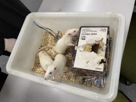 Rats in Laboratory Housing, TAFE - Rat housing units used in laboratory setting and in TAFE/educational facilities with animal courses. Rats may be provided with a box or a polar fleece hammock as