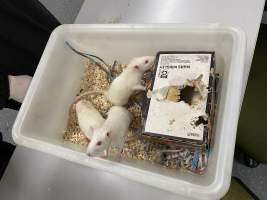 Rats in Laboratory Housing, TAFE - Rat housing units used in laboratory setting and in TAFE/educational facilities with animal courses. Rats may be provided with a box or a polar fleece hammock as 