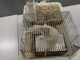 Rats in Laboratory Housing, TAFE - Rat housing units used in laboratory setting and in TAFE/educational facilities with animal courses. Rats may be provided with a box or a polar fleece hammock as