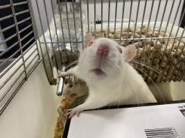 Rats in Laboratory Housing, TAFE - Rat housing units used in laboratory setting and in TAFE/educational facilities with animal courses. Rats may be provided with a box or a polar fleece hammock as 