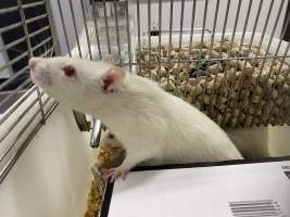 Rats in Laboratory Housing, TAFE - Rat housing units used in laboratory setting and in TAFE/educational facilities with animal courses. Rats may be provided with a box or a polar fleece hammock as 