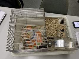 Rats in Laboratory Housing, TAFE - Rat housing units used in laboratory setting and in TAFE/educational facilities with animal courses. Rats may be provided with a box or a polar fleece hammock as 