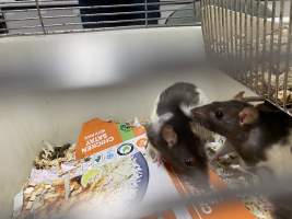 Rats in Laboratory Housing, TAFE - Rat housing units used in laboratory setting and in TAFE/educational facilities with animal courses. Rats may be provided with a box or a polar fleece hammock as