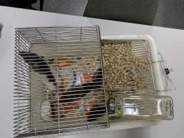 Rats in Laboratory Housing, TAFE - Rat housing units used in laboratory setting and in TAFE/educational facilities with animal courses. Rats may be provided with a box or a polar fleece hammock as 