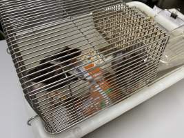 Rats in Laboratory Housing, TAFE - Rat housing units used in laboratory setting and in TAFE/educational facilities with animal courses. Rats may be provided with a box or a polar fleece hammock as