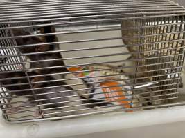 Rats in Laboratory Housing, TAFE - Rat housing units used in laboratory setting and in TAFE/educational facilities with animal courses. Rats may be provided with a box or a polar fleece hammock as