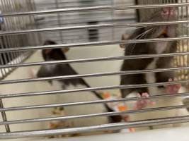 Rats in Laboratory Housing, TAFE - Rat housing units used in laboratory setting and in TAFE/educational facilities with animal courses. Rats may be provided with a box or a polar fleece hammock as 