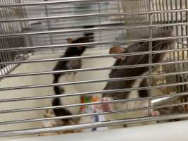 Rats in Laboratory Housing, TAFE - Rat housing units used in laboratory setting and in TAFE/educational facilities with animal courses. Rats may be provided with a box or a polar fleece hammock as