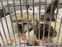 Rats in Laboratory Housing, TAFE - Rat housing units used in laboratory setting and in TAFE/educational facilities with animal courses. Rats may be provided with a box or a polar fleece hammock as 