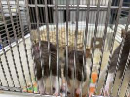 Rats in Laboratory Housing, TAFE - Rat housing units used in laboratory setting and in TAFE/educational facilities with animal courses. Rats may be provided with a box or a polar fleece hammock as