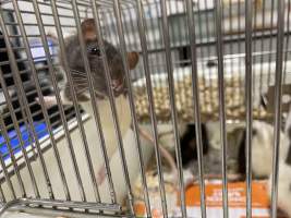 Rats in Laboratory Housing, TAFE - Rat housing units used in laboratory setting and in TAFE/educational facilities with animal courses. Rats may be provided with a box or a polar fleece hammock as 