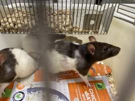 Rats in Laboratory Housing, TAFE - Rat housing units used in laboratory setting and in TAFE/educational facilities with animal courses. Rats may be provided with a box or a polar fleece hammock as