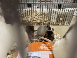 Rats in Laboratory Housing, TAFE - Rat housing units used in laboratory setting and in TAFE/educational facilities with animal courses. Rats may be provided with a box or a polar fleece hammock as 