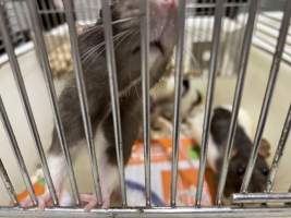 Rats in Laboratory Housing, TAFE - Rat housing units used in laboratory setting and in TAFE/educational facilities with animal courses. Rats may be provided with a box or a polar fleece hammock as 