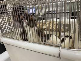 Rats in Laboratory Housing, TAFE - Rat housing units used in laboratory setting and in TAFE/educational facilities with animal courses. Rats may be provided with a box or a polar fleece hammock as