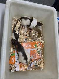 Rats in Laboratory Housing, TAFE - Rat housing units used in laboratory setting and in TAFE/educational facilities with animal courses. Rats may be provided with a box or a polar fleece hammock as 