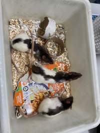 Rats in Laboratory Housing, TAFE - Rat housing units used in laboratory setting and in TAFE/educational facilities with animal courses. Rats may be provided with a box or a polar fleece hammock as
