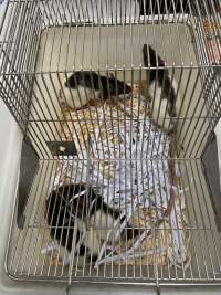 Rats in Laboratory Housing, TAFE - Rat housing units used in laboratory setting and in TAFE/educational facilities with animal courses. Rats may be provided with a box or a polar fleece hammock as 