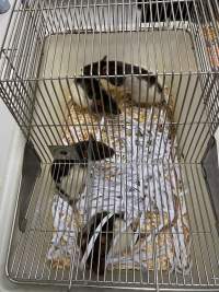 Rats in Laboratory Housing, TAFE - Rat housing units used in laboratory setting and in TAFE/educational facilities with animal courses. Rats may be provided with a box or a polar fleece hammock as