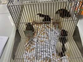 Rats in Laboratory Housing, TAFE - Rat housing units used in laboratory setting and in TAFE/educational facilities with animal courses. Rats may be provided with a box or a polar fleece hammock as