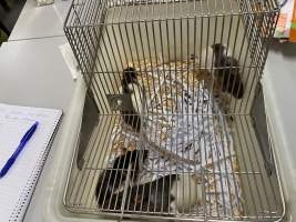 Rats in Laboratory Housing, TAFE - Rat housing units used in laboratory setting and in TAFE/educational facilities with animal courses. Rats may be provided with a box or a polar fleece hammock as 