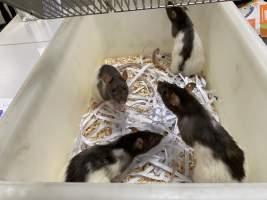 Rats in Laboratory Housing, TAFE - Rat housing units used in laboratory setting and in TAFE/educational facilities with animal courses. Rats may be provided with a box or a polar fleece hammock as