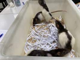 Rats in Laboratory Housing, TAFE - Rat housing units used in laboratory setting and in TAFE/educational facilities with animal courses. Rats may be provided with a box or a polar fleece hammock as 